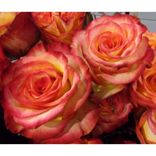 Rose orange extra HIGH MAGIC