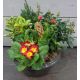 Coupe de plantes