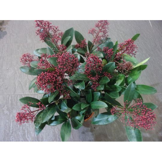 Skimmia spécial TOUSSAINT