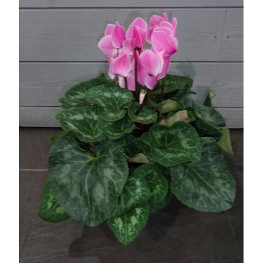 Cyclamen